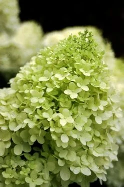Limelight PeeGee Hydrangea - 7 Gallon Pot (3-4') -Flora Bloom Shop Hydrangea limelightf BS 1