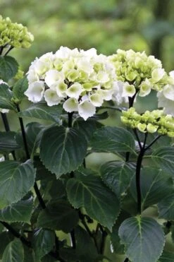 Zebra Hydrangea - 3 Gallon Pot -Flora Bloom Shop Hydrangrea Zebra 11
