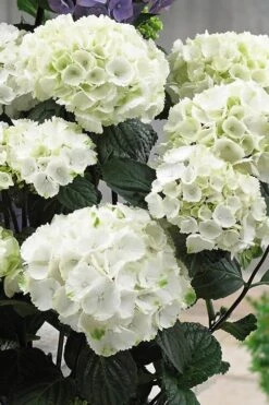 Zebra Hydrangea - 3 Gallon Pot -Flora Bloom Shop Hydrangrea Zebra 12 1