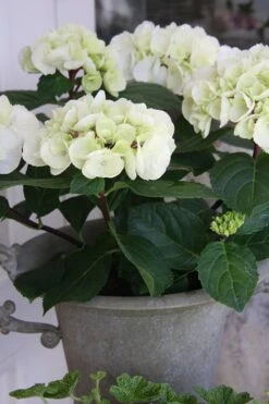 Zebra Hydrangea - 1 Gallon Pot -Flora Bloom Shop Hydrangrea Zebra 14