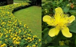 Creeping St Johns Wort (Hypericum Calycinum) - 5 Pack Of Quart Pots -Flora Bloom Shop Hypericum Calycinum 2