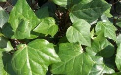 Algerian Ivy - Hedera Helix - 5 Pack Of Pint Pots -Flora Bloom Shop Ivy Algerian Closeup