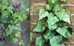 Algerian Ivy - Hedera Helix - 5 Pack Of Pint Pots -Flora Bloom Shop Ivy Algerian Combo