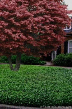 Asian Jasmine - Asiatic Jasmine - 18 Count Flat Of Pint Pots -Flora Bloom Shop Jasmine Asian 21 1