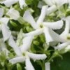 Star Jasmine Vine (Trachelospermum Jasminoides) - 6 Pack Of 1 Gallon Pots