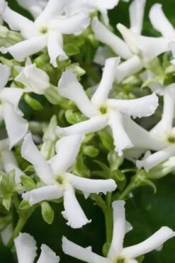 Star Jasmine Vine (Trachelospermum Jasminoides) - 6 Pack Of 1 Gallon Pots