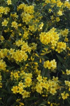Duet Yellow Jasmine (Jessamine) - 2 Gallon Pot -Flora Bloom Shop Jasmine Duet 5