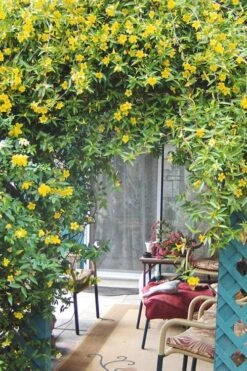 Duet Yellow Jasmine (Jessamine) - 2 Gallon Pot -Flora Bloom Shop Jasmine Duet 9