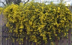 Duet Yellow Jasmine (Jessamine) - 2 Gallon Pot -Flora Bloom Shop Jasmine Duet On Fence