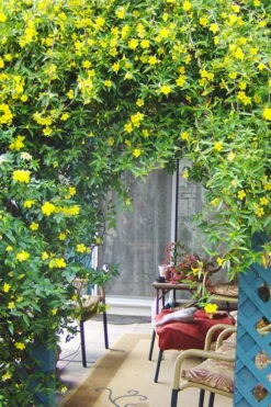 Pride Of Augusta Double Flowering Carolina Jasmine - 3 Gallon Pot -Flora Bloom Shop Jasmine Pride Of Augusta 2