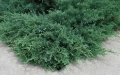 Blue Sargent Juniper - 3 Gallon Pot -Flora Bloom Shop Juniper Blue Sargent 2