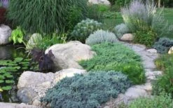 Blue Star Juniper - 6-Pack Of 1 Gallon Pots -Flora Bloom Shop Juniper Blue Star 14