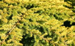 All Gold Golden Pacific Juniper - 1 Gallon Pot -Flora Bloom Shop Juniper Golden Pacific 10