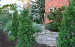 Hetzi Columnar Juniper - 3 Gallon Pot 9 Hetzi Columnar Juniper - 3 Gallon Pot -Flora Bloom Shop Juniper Hetzi Columnar Landscape