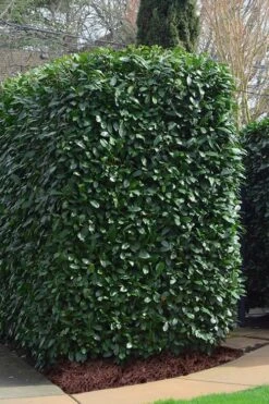 Schip Laurel (Prunus Laurocersasus 'Schipkaensis') - 6 Pack Of 1 Gallon Pots -Flora Bloom Shop Laurel Schip 2