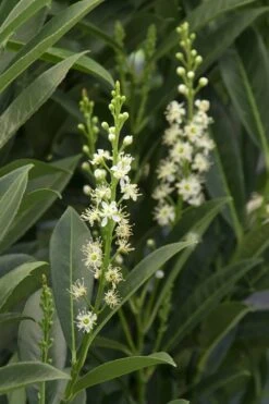 Schip Laurel (Prunus Laurocersasus 'Schipkaensis') - 6 Pack Of 1 Gallon Pots -Flora Bloom Shop Laurel Schip 3