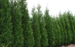 Leyland Cypress - 1 Gallon Pot 10 Leyland Cypress - 1 Gallon Pot -Flora Bloom Shop Leyland Cypress 51
