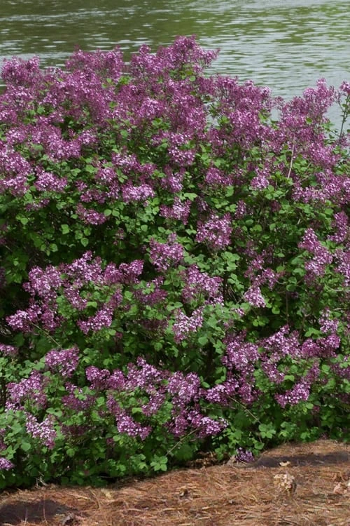 Bloomerang Dark Purple Lilac - 2 Gallon Pot 5 Bloomerang Dark Purple Lilac - 2 Gallon Pot - Image 5