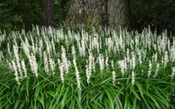 Monroe's White Liriope - Lilyturf - 10 Count Flat Of Pint Pots -Flora Bloom Shop Liriope Monroe White Landscape