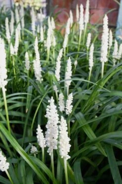 Monroe's White Liriope - Lilyturf - 10 Count Flat Of Pint Pots -Flora Bloom Shop Liriope Monroes White 500x750 1