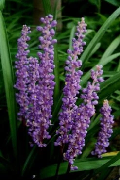 Royal Purple Liriope - Lilyturf - 6 Pack Of 1 Pint Pots