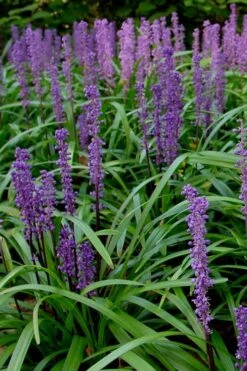 Royal Purple Liriope - Lilyturf - 6 Pack Of 1 Pint Pots -Flora Bloom Shop Liriope Royal Purple 500x750 1