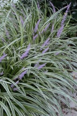 Silvery Sunproof Variegated Liriope - Lilyturf - 18 Count Flat Of Pint Pots