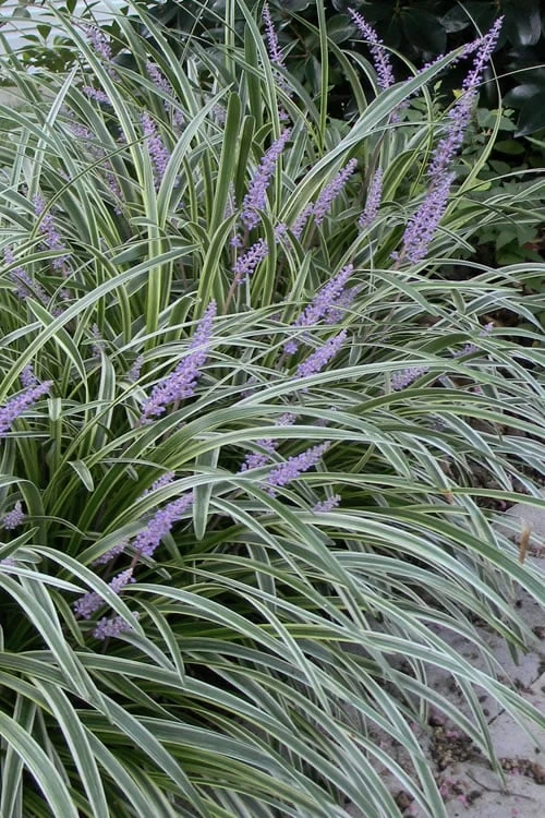 Silvery Sunproof Variegated Liriope - Lilyturf - 18 Count Flat Of Pint Pots 1 Silvery Sunproof Variegated Liriope - Lilyturf - 18 Count Flat Of Pint Pots
