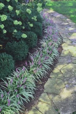 Silvery Sunproof Variegated Liriope - Lilyturf - 10 Pack Of Pint Pots -Flora Bloom Shop Liriope Silvery Sunproof 15 2