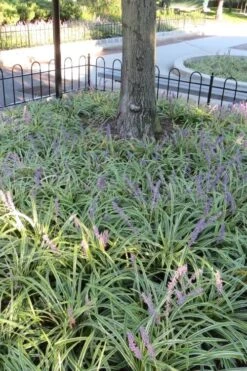 Variegated Liriope (Monkey Grass / Lilyturf) - 1 Gallon Pot -Flora Bloom Shop Liriope Variegata 6