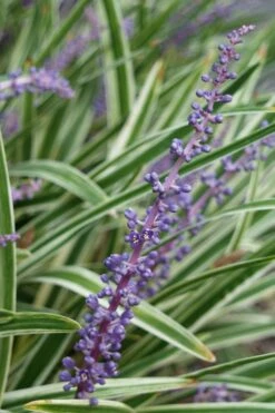 Variegated Liriope (Monkey Grass / Lilyturf) - 1 Gallon Pot -Flora Bloom Shop Liriope Variegata 7