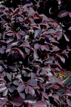 Carolina Midnight Loropetalum - Single Trunk Topiary Tree - 5 Gallon Pot -Flora Bloom Shop Loropetalum Carolina Midnight 10