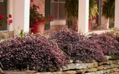 Purple Pixie Loropetalum - 2.5 Quart Pot -Flora Bloom Shop Loropetalum Purple Pixie 102