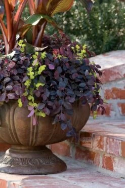 Purple Pixie Loropetalum - 2.5 Quart Pot -Flora Bloom Shop Loropetalum Purple Pixie 104