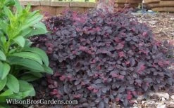 Purple Pixie Loropetalum - 2.5 Quart Pot -Flora Bloom Shop Loropetalum Purple Pixie 12