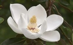 Alta Southern Magnolia - 7 Gallon Pot (4-5') 9 Alta Southern Magnolia - 7 Gallon Pot (4-5') -Flora Bloom Shop Magnolia Alta 2