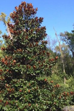 Brackens Brown Beauty Magnolia - 7 Gallon Pot (4-5') -Flora Bloom Shop Magnolia Bracken Brown Beauty 500x750 6