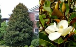 Brackens Brown Beauty Magnolia - 7 Gallon Pot (5-6') 11 Brackens Brown Beauty Magnolia - 7 Gallon Pot (5-6') -Flora Bloom Shop Magnolia Brackens Brown Beauty 1