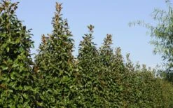 Brackens Brown Beauty Magnolia - 3 Gallon Pot 13 Brackens Brown Beauty Magnolia - 3 Gallon Pot -Flora Bloom Shop Magnolia Brackens Brown Beauty 6 1