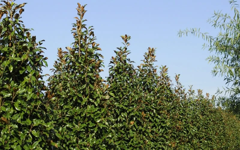 Brackens Brown Beauty Magnolia - 3 Gallon Pot 7 Brackens Brown Beauty Magnolia - 3 Gallon Pot - Image 7