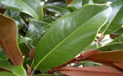 Brackens Brown Beauty Magnolia - 1 Gallon Pot -Flora Bloom Shop Magnolia Brackens Brown Beauty Leaves 4