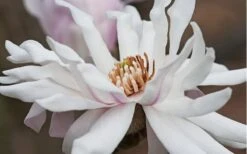 Centennial Star Magnolia - 1 Gallon Pot 13 Centennial Star Magnolia - 1 Gallon Pot -Flora Bloom Shop Magnolia Centennial 10 1