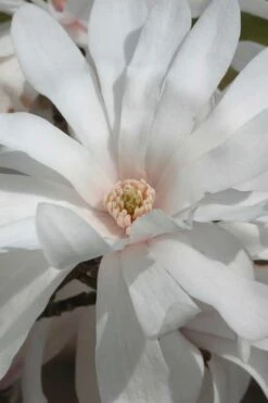 Centennial Star Magnolia - 1 Gallon Pot 14 Centennial Star Magnolia - 1 Gallon Pot -Flora Bloom Shop Magnolia Centennial 11 1