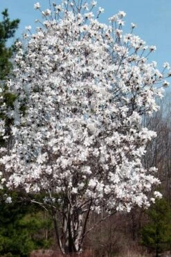 Centennial Star Magnolia - 1 Gallon Pot 11 Centennial Star Magnolia - 1 Gallon Pot -Flora Bloom Shop Magnolia Centennial 19 1