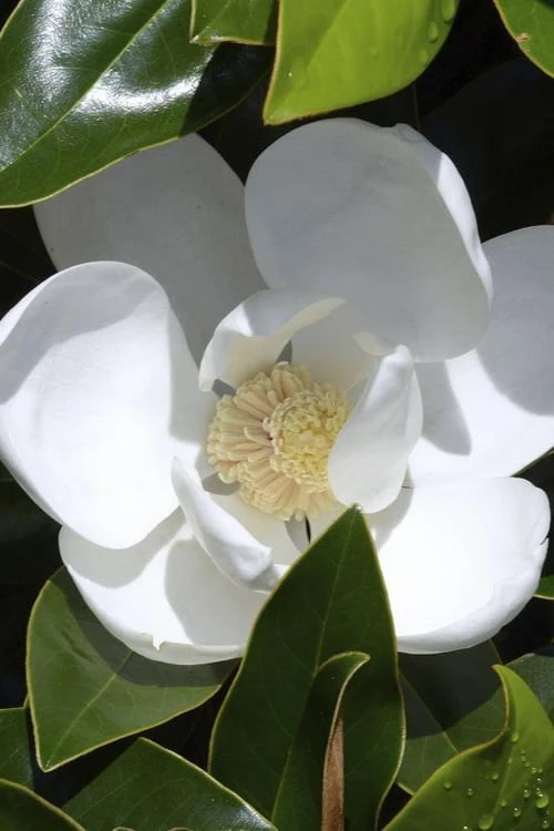Claudia Wannamaker Southern Magnolia - 7 Gallon Pot (5-6') 1 Claudia Wannamaker Southern Magnolia - 7 Gallon Pot (5-6')