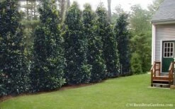 Claudia Wannamaker Southern Magnolia - 5 Gallon Pot 10 Claudia Wannamaker Southern Magnolia - 5 Gallon Pot -Flora Bloom Shop Magnolia Claudia Wannamaker 2 3