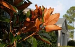 Claudia Wannamaker Southern Magnolia - 3 Gallon Pot -Flora Bloom Shop Magnolia Claudia Wannamaker 3 2