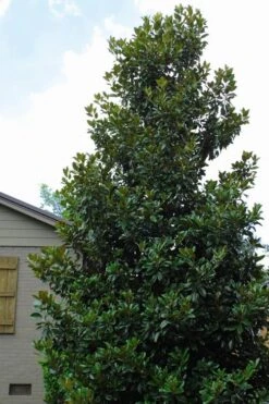 Claudia Wannamaker Southern Magnolia - 7 Gallon Pot (5-6') 9 Claudia Wannamaker Southern Magnolia - 7 Gallon Pot (5-6') -Flora Bloom Shop Magnolia Claudia Wannamaker 4