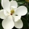 Little Gem Dwarf Southern Magnolia - 3 Gallon Pot (1.5-2.5')