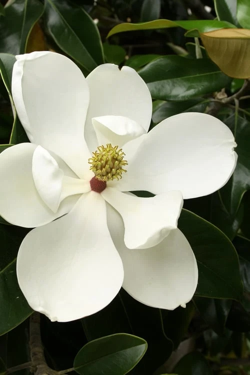 Little Gem Dwarf Southern Magnolia - 3 Gallon Pot (1.5-2.5') 1 Little Gem Dwarf Southern Magnolia - 3 Gallon Pot (1.5-2.5')